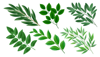 Realistic collection of green branches of deciduous trees with leaves isolated vector illustration.