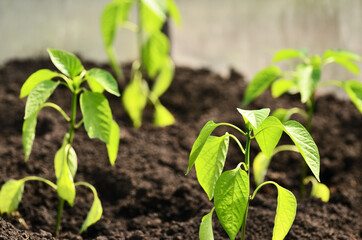 Green pepper seedlings in the greenhouse in the rays of the bright sun with copy space. High quality photo