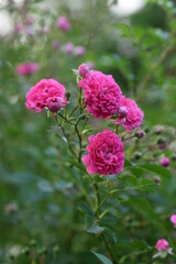 Pink climbing roses on bokeh roses and rose leaves background. Beautiful roses.
