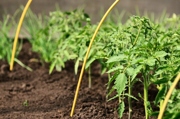 Tomato grows on a bed in a greenhouse with a copy space. High quality photo