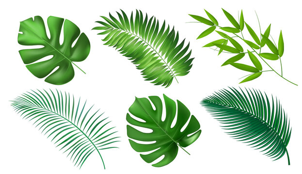 Tropical exotic leaves. Realistic jungle leaves isolated on white background. Collection of palm leaves.
