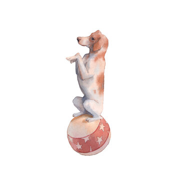 Watercolor circus illustration: dog balances on ball. Vintage tarining animal isolated on white background.