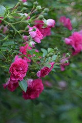 Pink climbing roses vertical background.