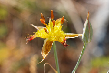 Closeup shot of San Luis Mariposa Lily blooming in the field on a sunny day