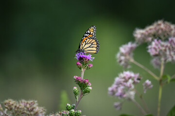 Monarch Butterfly on Purple Flower, Green Background