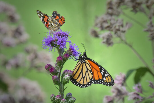 Monarch Butterfly and Painted Lady Butterfly on Purple Liatris Flower, Two Butterflies Close Up Garden