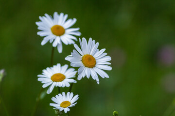Fototapeta premium A group of spontaneous daisies