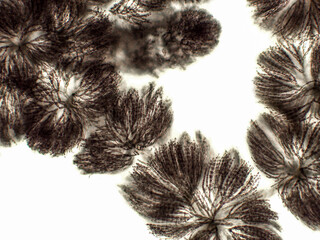 Batrachospermum sp. algae under microscopic view, freshwater red algae