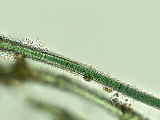 Blue green filamentous algae under microscopic view, cyanobacteria, green algae, Oscillatoria sp.