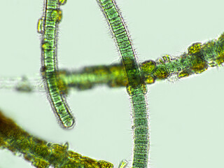 Naklejka premium Blue green filamentous algae under microscopic view, cyanobacteria, green algae, Oscillatoria sp.
