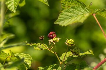 Close-up of a nearly ripe blackberry