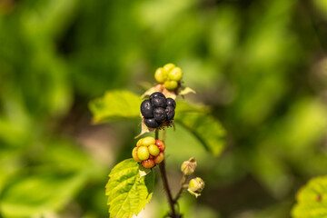 Close-up of a nearly ripe blackberry