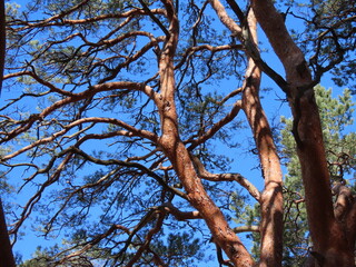 Single old pine tree with multiple tall trunks, orange tree bark