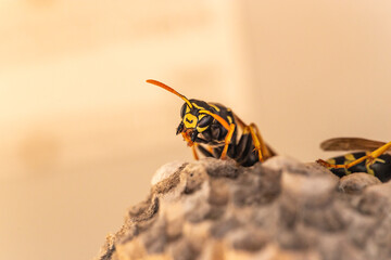 Close-up of wasps building a new vespiary