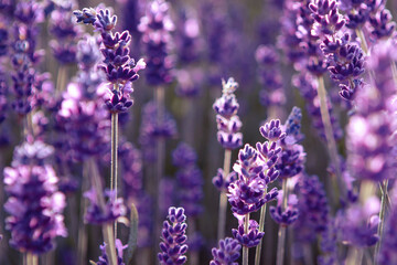 Obraz premium Selective focus Lavender flowers at sunset rays, Blooming Violet fragrant lavender flower summer landscape. Growing Lavender, harvest, perfume ingredient, aromatherapy. Lavender field lit by sunlight