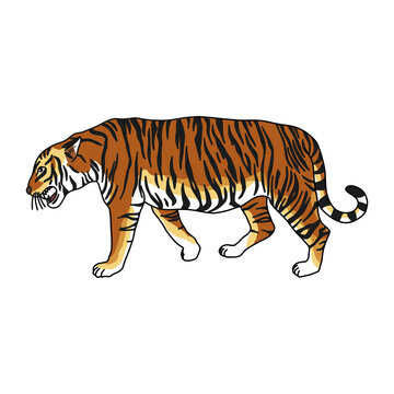 tiger doodle icon, vector color line illustration
