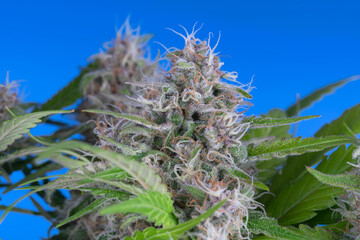 Detail of a Black Domina Cannabis plant isolated on blue