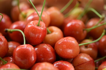 Sweet fresh cherries, wild cherry fruits.