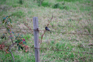 Pequeñas Aves