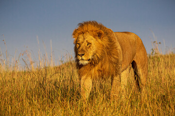 Majestic Lion at Sunrise, Serengeti, Tanzania