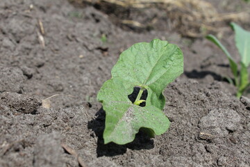 milk seedlings of beans. Growing vegetables. Crop