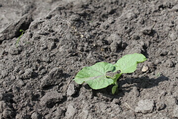 milk seedlings of beans. Growing vegetables. Crop