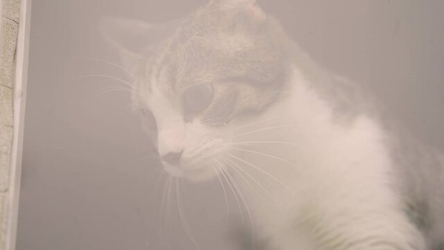 An inquisitive tabby cat stares intently behind the window glass. He gets up and turns away.