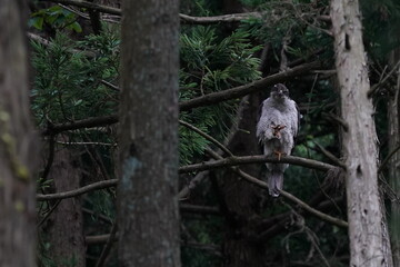 goshawk in the forest
