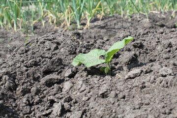 milk seedlings of beans. Growing vegetables. Crop