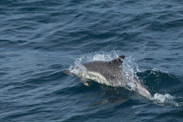 Naklejka premium dolphin jumping through the water