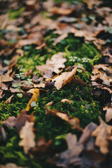 autumn leaves on the ground