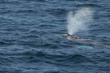 whale blowing through its blowhole
