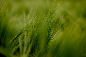 Ripening ears of meadow wheat field. Rich harvest Concept. Ears of green wheat close up.