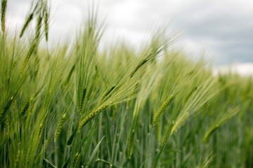 Ripening ears of meadow wheat field. Rich harvest Concept. Ears of green wheat close up.