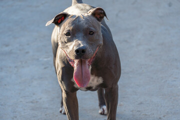 Pit bull dog playing in the park at sunset. Blue nose pitbull in sunny day and gray burnt cement floor.