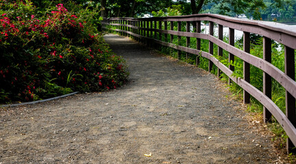 Walking path near water side in summer