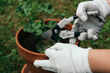 Woman's hands cutting damaged leaves on potted geranium in the garden - obrazy, fototapety, plakaty