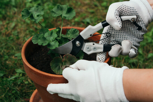 Woman's Hands Cutting Damaged Leaves On Potted Geranium In The Garden