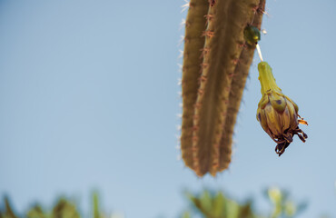 Obraz premium cactus plants at stone decorative summer garden sunlight