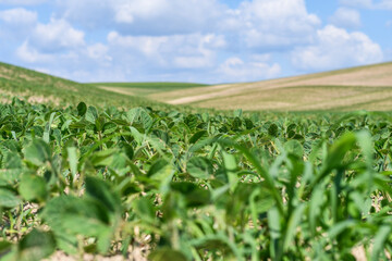 Fototapeta na wymiar Close up of soybean field with blue sky background. Copy space. Selective focus.