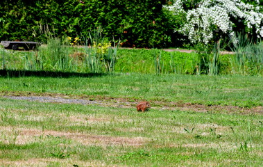 A view of a small red and ginger squirrel running around a well maintained garden full of grass, shrubs, sherbs, and trees in search of food seen on a sunny summer day on a Polish countryside