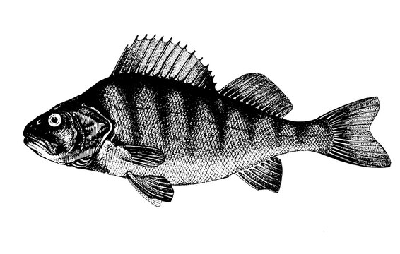 Bass, Perca fluviatilis. Fish collection. Healthy lifestyle, delicious food. Hand-drawn images, black and white graphics.