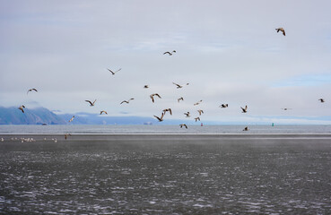 A flock of Seagulls by the beach in California