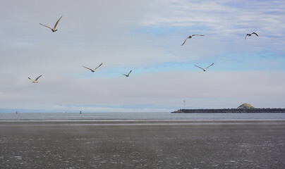 A flock of shorebirds in by Ocean in California