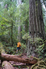 Man Hiking in Giant Redwoods Forest Park