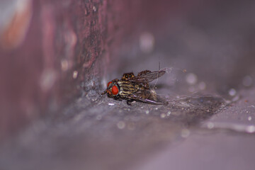 fly on leaf