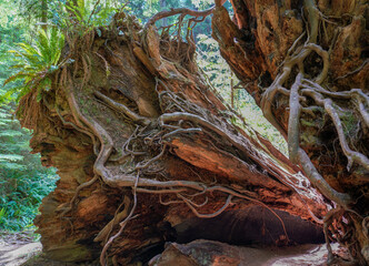 The root of a giant redwood tree