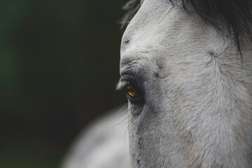 White horse on a dark background. Close up photo.