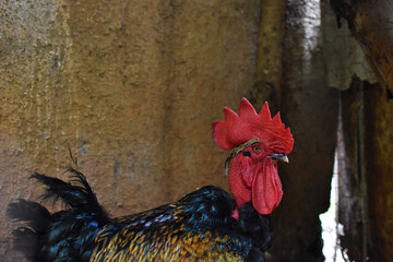 Gallo domestico en gallinero © Suemy Astrid