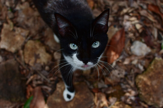 Lindo gato negro mirando hacia arriba 